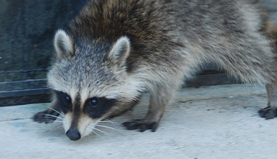 Raccoon Removal in Terre Haute