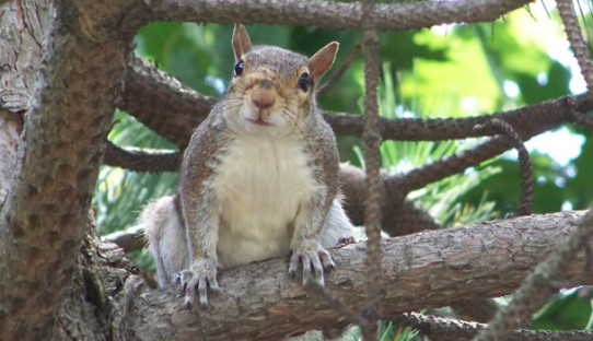 Squirrel Removal in Terre Haute